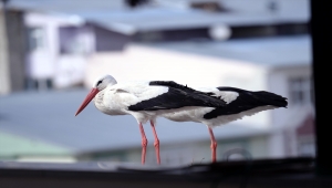 "Baharın müjdecisi" leylekler Ardahan'ı renklendiriyor