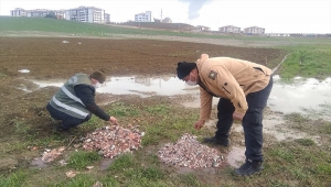 "Baharın müjdecisi" leylekler için Karabük'teki konaklama alanlarına yem bırakıldı