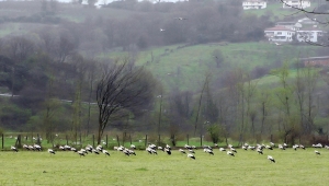 "Baharın müjdecisi" leylekler Sakarya'yı renklendirdi