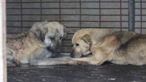Bolu'da Anadolu Otoyolu kenarında bulunan 20 köpek barınağa götürüldü