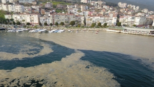 Bursa'da, plankton çoğalması deniz suyu kahverengiye dönüştürdü