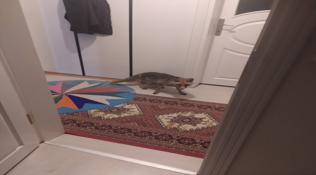 Çankırı'da bir hayvansever beslediği tilkinin kendisini takip edip evine girmesini görüntüledi
