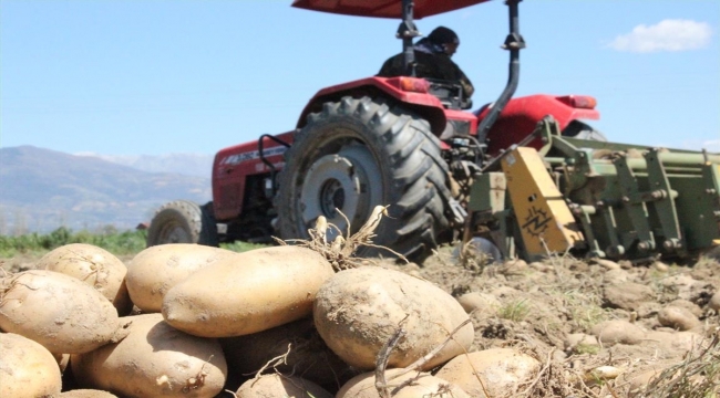 Cumhurbaşkanı Erdoğan'ın müjdesi Ödemişli patates üreticilerini mutlu etti 