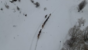 Develi'de çiftçinin kaybolan inekleri drone yardımıyla bulundu