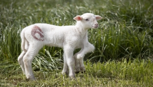 Edirne'de 6 bacaklı doğan kuzu görenleri şaşırtıyor