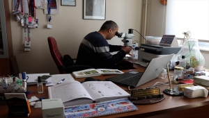 Elazığ'da, daha önce sadece Çin'de bulunan Achrus albicosta isimli böcek görüldü