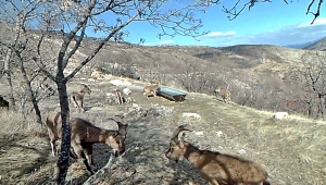 Elazığ'da yaban hayatın devamlılığı için başlatılan su seferberliği amacına ulaşıyor 