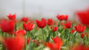 Endemik tür olan Muş Lalesi, Muş Ovası'nı kırmızıya bürüdü