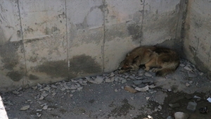 Erzincan'da inşaat çukuruna düşen köpeği itfaiye ekipleri kurtardı