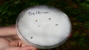 Fındık zararlılarına karşı entegre mücadele yöntemi kimyasal kullanımını azaltıyor 