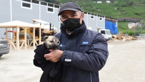 Giresun'da derede mahsur kalan köpek yavrusu kurtarıldı