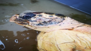 GÜNCELLEME - İzmir'de tedavi altına alınan caretta carettanın ateşli silahla vurulduğu belirlendi