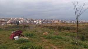 Hayvansever hemşire sokak hayvanlarını beslemek için her gün kilometrelerce yol katediyor