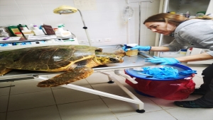 İzmir'de yaralı bulunan caretta caretta tedaviye alındı