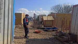 Kocaeli'de sağlıksız koşullarda bakılan 80 köpek korumaya alındı
