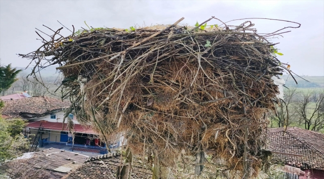 Kocaeli'nde ot basan leylek yuvasını belediye ekipleri temizledi