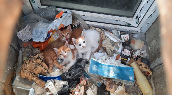 Mersin'de düştükleri mazgal boşluğunda mahsur kalan 3 kedi yavrusu kurtarıldı