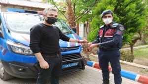 Muğla'da jandarmanın kurtardığı yaralı baykuş tedavi altına alındı