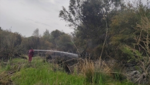 Muğla'da okaliptüs ağaçlarının bulunduğu alanda çıkan yangında 2 dönüm alan zarar gördü