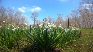 "Şifa kaynağı" göl soğanı bitkisinin doğadan izinsiz toplanmaması gerekiyor 