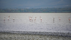 Tarihi Gelibolu Yarımadası flamingolarla ayrı bir güzelliğe büründü