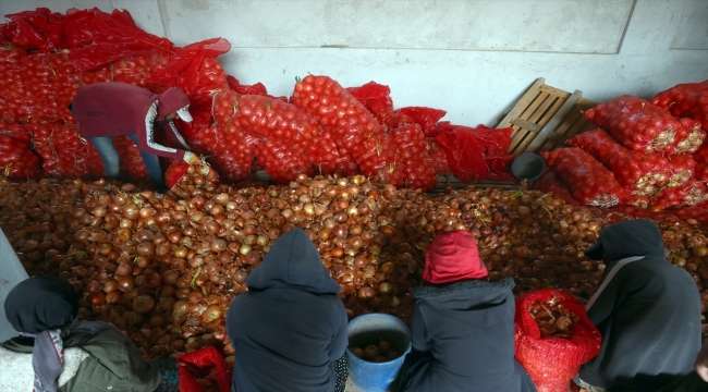 TMO, Polatlı'da ihtiyaç sahiplerine dağıtılacak soğanın alımına başladı