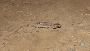Türk bilim insanları "Acanthodactylus ilgazi" adıyla yeni bir kertenkele türü kayıt altına aldı