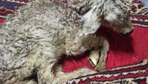 Yahyalı'da tipiye yakalanan 70 koyun telef oldu