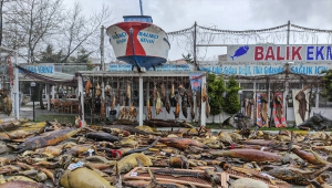 Yıkımı yapılan deniz canlıları müzesindeki mumyalanmış balıklar açık alanda kaldı