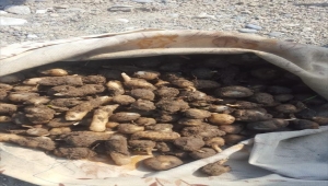 Zonguldak'ta salep soğanı toplayan 3 kişiye 724 bin lira ceza verildi