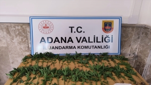 Adana'da tarlada ve damda kenevir yetiştiren 4 kişi gözaltına alındı