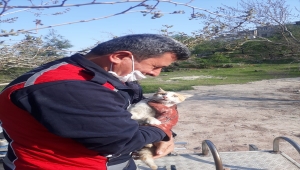 Adıyaman'da minarede mahsur kalan kediyi itfaiyeciler kurtardı