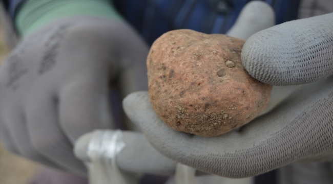 Afyonkarahisar'da domalan mantarları toprak altında define arar gibi aranıyor 