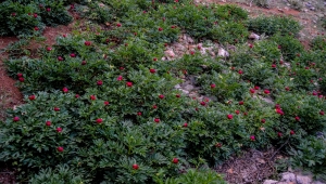 Afyonkarahisar'da koruma altındaki "kızıl lale"yi koparana 80 bin 465 lira ceza