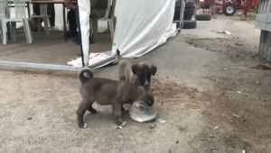 Ağrı'da polis memuru kontrol noktasına gelen yavru köpekleri sütle besledi