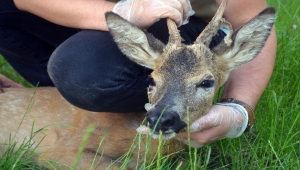 Amasya'da yaralı bulunan karaca tedavi altına alındı