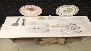 Antalya'da 133 böcek tür ve türevlerini yasa dışı toplayan yabancı uyrukluya para cezası 