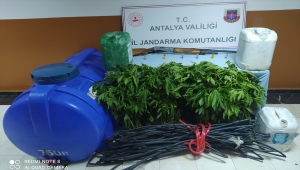 Antalya'da kurduğu sistemle ormanda kenevir yetiştirdiği iddiasıyla yakalanan zanlı tutuklandı