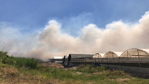 Antalya'da yerleşim yeri ve seralara yakın sazlık alanda çıkan yangın kontrol altına alınmaya çalışılıyor