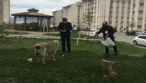 Ardahan'da "tam kapanma" uygulamasında sokak hayvanları unutulmadı