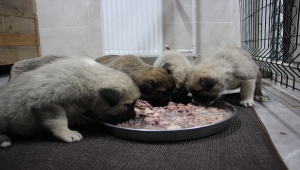 Artvin'de annesiz kalan 7 köpek yavrusu koruma altına alındı