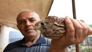 Aydın'da bitkin halde bulunan kerkenez yavrusu tedaviye alındı 