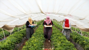 Aydın'daki çilek seralarında kadın işçilerin "emek mücadelesi" devam ediyor