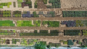 Balkonda sebze yetiştirmeye ilgi arttı, en fazla rağbet çileğe