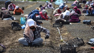 Bartın'da lavanta fidesi üretmek isteyen girişimci kiraladığı kamu arazisine 20 milyon çelik ekti