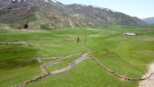 Bitlis'te havaların ısınmasıyla yeşeren meralar koyun sürüleriyle şenlendi