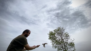 Boyutları dolayısıyla verici takılamayan kuşlar, göç yollarının incelenmesi için halkalanıyor