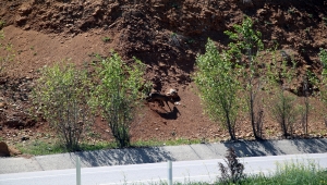 Çankırı'da il merkezi yakınlarında yiyecek arayan karaca görüntülendi