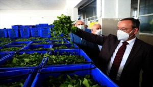 ÇAYKUR Genel Müdürü Yusuf Ziya Alim, yaş çay sezonunu değerlendirdi: