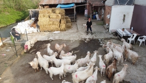 Dayısının hediye ettiği oğlakla başladığı hayvancılıkta sürü sahibi oldu